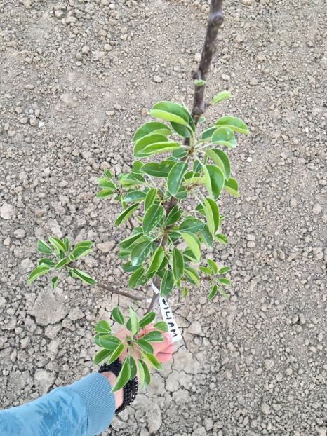  - ZZZ Pomi si arbuști fructiferi ZZZ