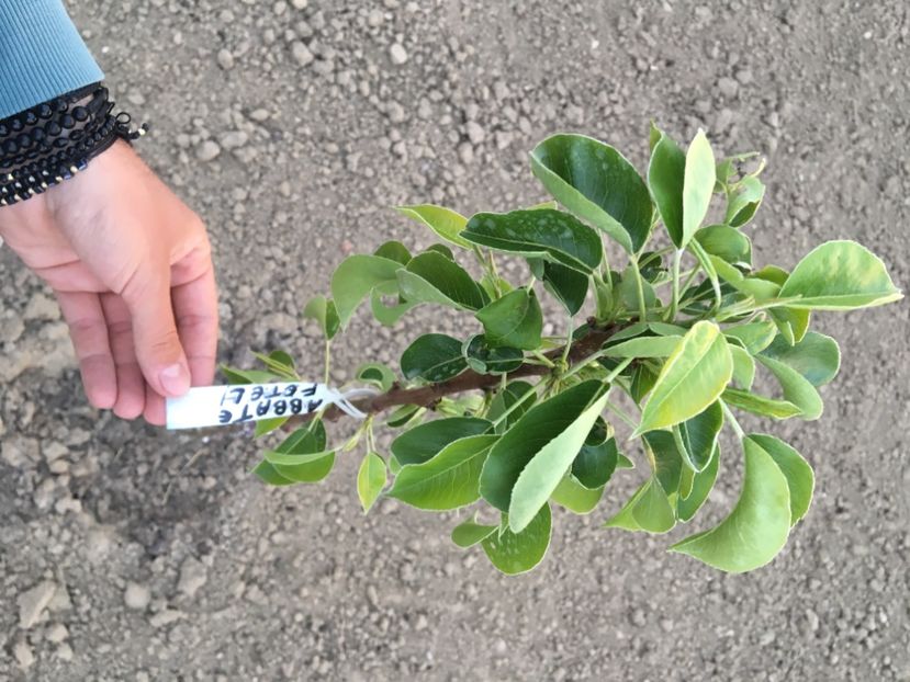  - ZZZ Pomi si arbuști fructiferi ZZZ