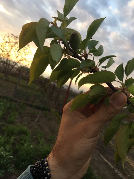  - ZZZ Pomi si arbuști fructiferi ZZZ