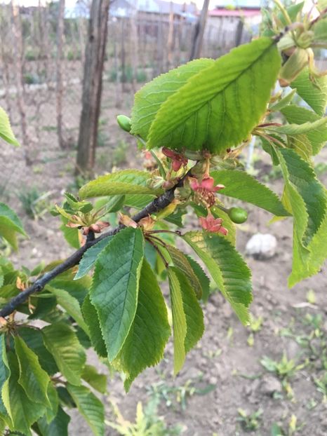  - ZZZ Pomi si arbuști fructiferi ZZZ