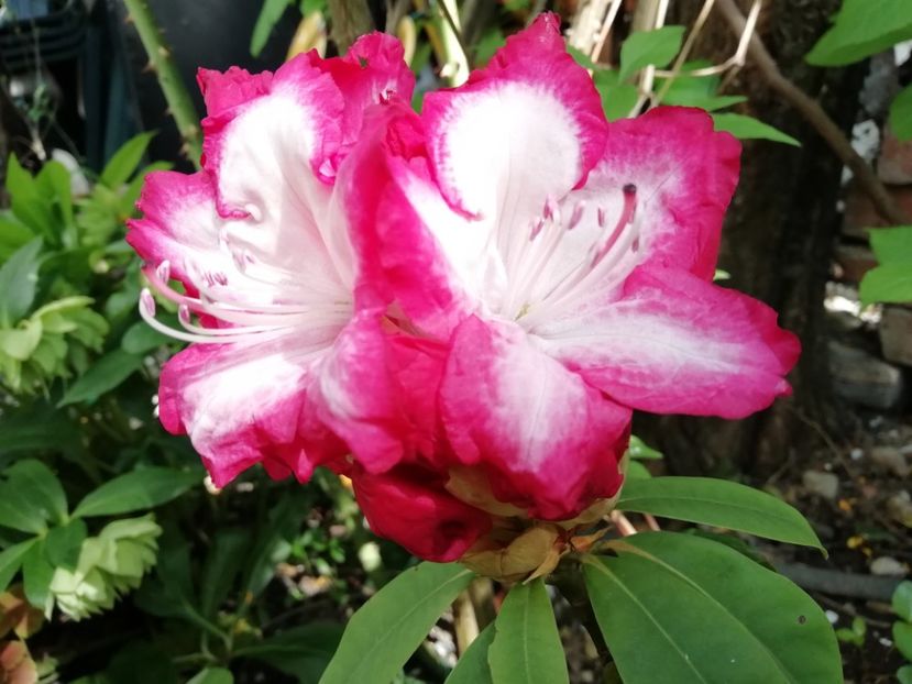 23.04.2020 - Rhododendron