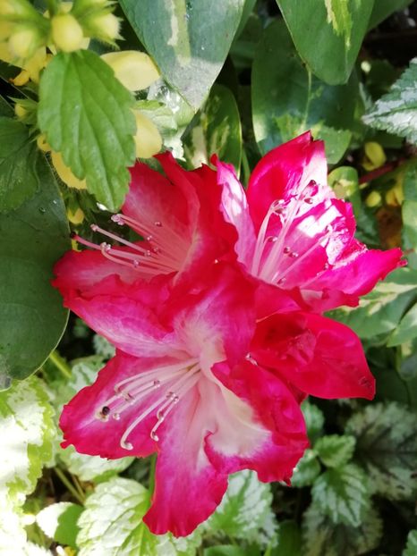  - Rhododendron