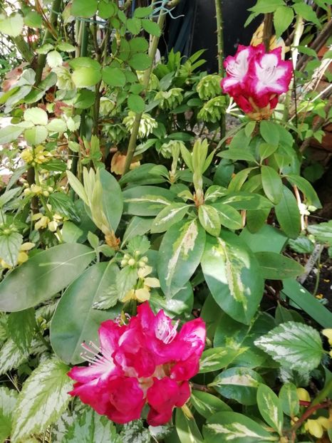  - Rhododendron