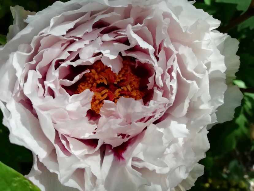 Xue Ying Tao Hua, 22.04.2020 - Bujori