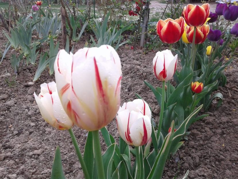 IMG-20200419-WA0012 - plante de primavara