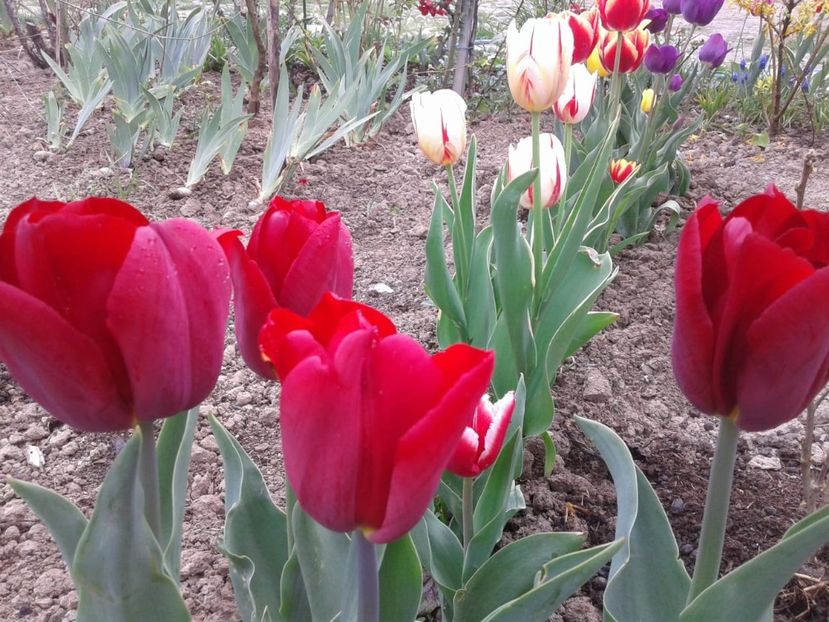 IMG-20200419-WA0011 - plante de primavara