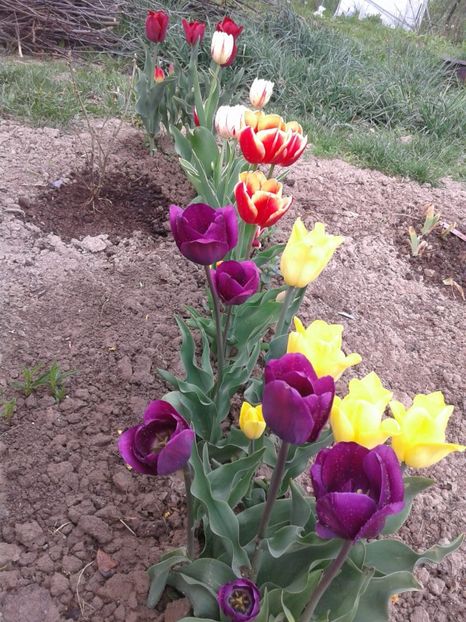 IMG-20200419-WA0009 - plante de primavara