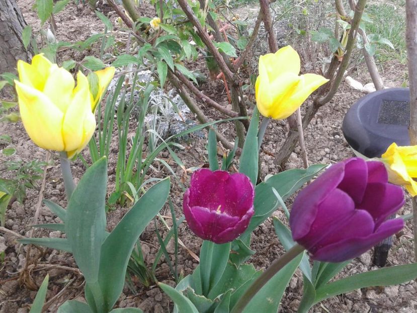 IMG-20200419-WA0004 - plante de primavara