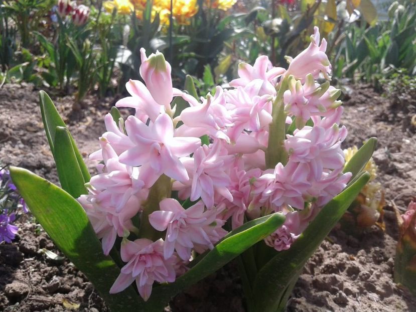 IMG-20200421-WA0002 - plante de primavara