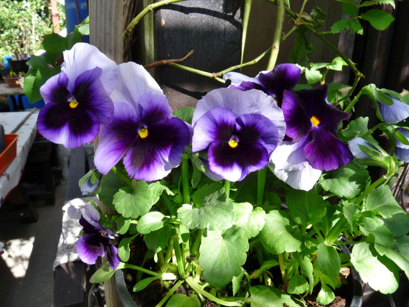  - 2020 - 01 - Primavara