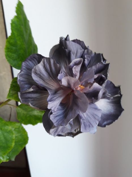Tw Formosa Black Pearl - Hibiscusi 2020