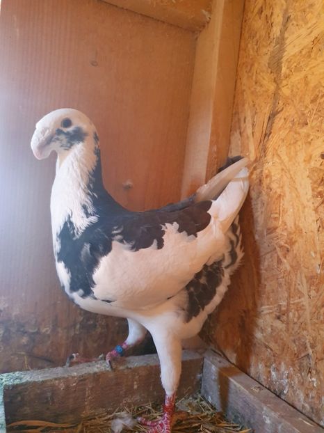 M 2018 - Voiajori germani de frumusete- Masculi