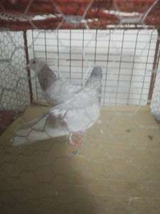  - Gutanii Perechi 2020