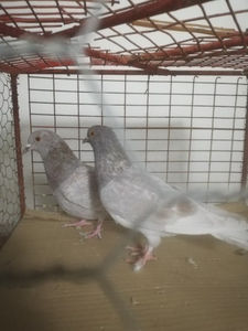  - Gutanii Perechi 2020