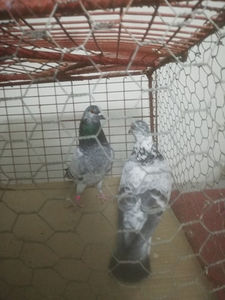  - Gutanii Perechi 2020