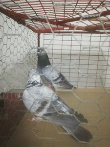  - Gutanii Perechi 2020