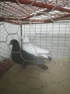  - Gutanii Perechi 2020