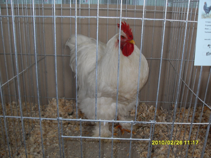 SDC12573 - expoiasi 26 02 2010