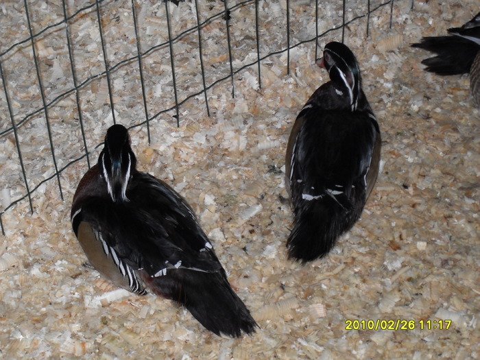 SDC12574 - expoiasi 26 02 2010