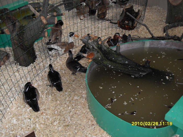 SDC12575 - expoiasi 26 02 2010