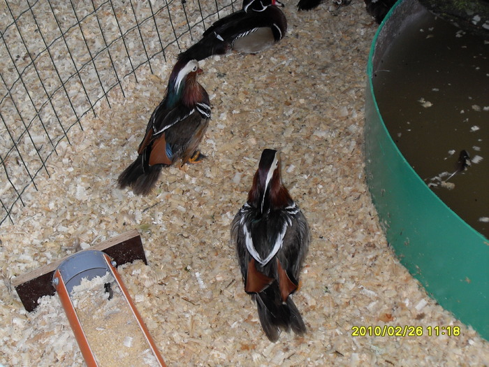 SDC12576 - expoiasi 26 02 2010