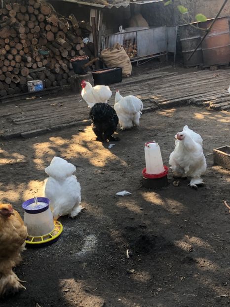 47F2E684-8BFB-42C6-BD19-E994BFB36E2C - Cochin alb