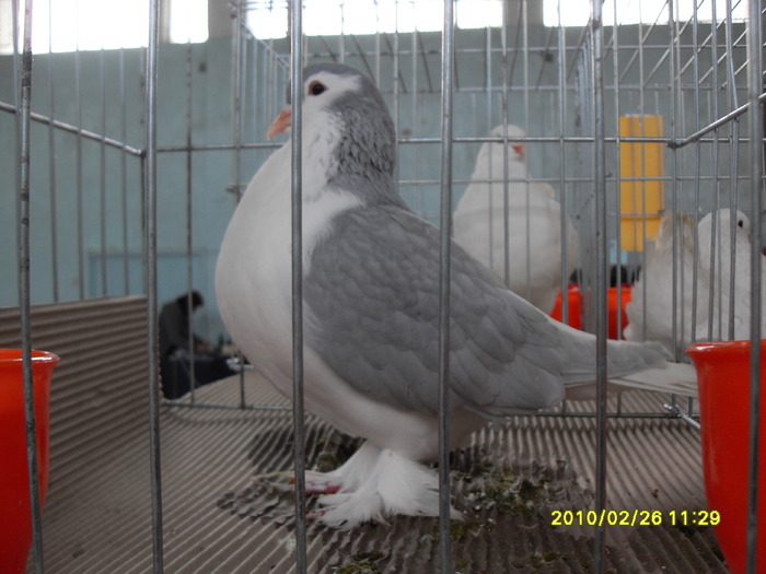 SDC12608 - expoiasi 26 02 2010