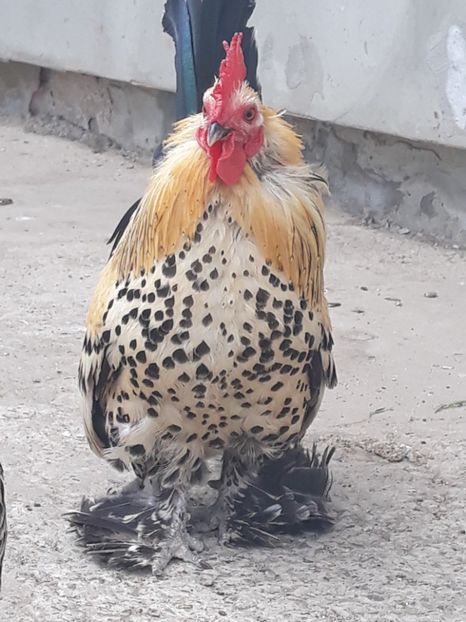  - Sectiunea 1A-Gaini mii de flori -oua si puisori!