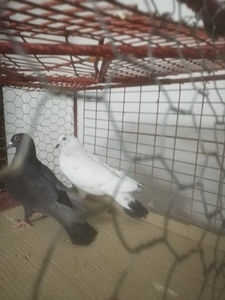  - Gutanii Perechi 2020