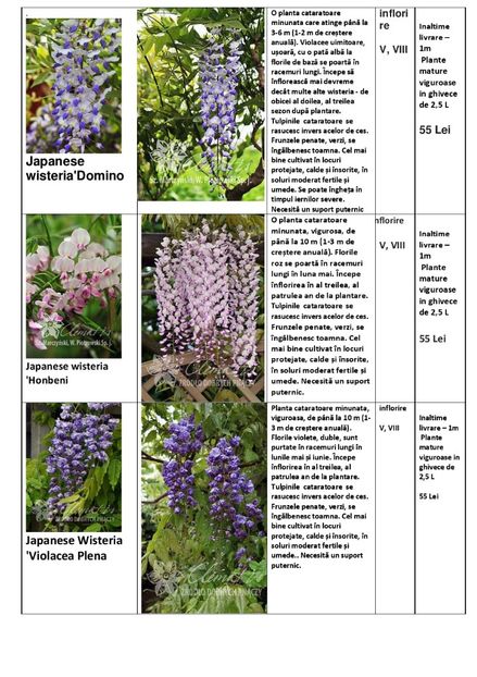  - OFERTA PRIMAVARA -VARA 2020