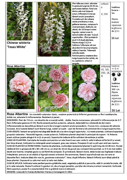  - OFERTA PRIMAVARA -VARA 2020