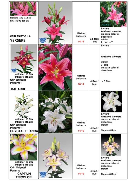  - OFERTA PRIMAVARA -VARA 2020