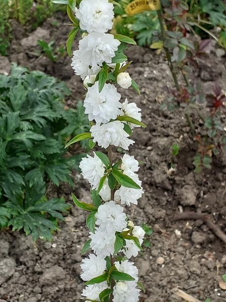  - 0 Prunus glandulosa rosea alba plena