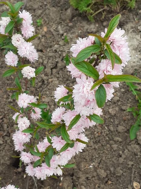 prunus glandulosa rosea plena-migdal japonez - 0 Prunus glandulosa rosea plena -migdal japonez