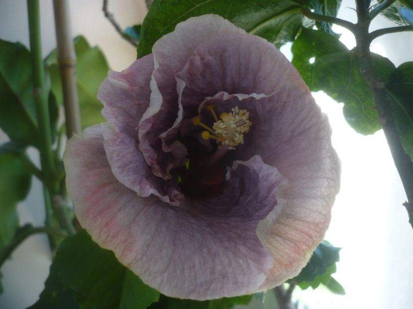 23.04.2020 - HIBISCUSI 2020-1