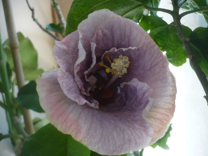 P1430654 - HIBISCUSI 2020-1