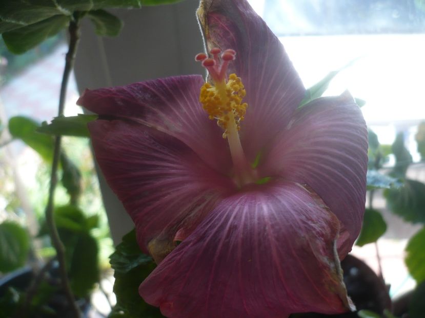 P1430655 - HIBISCUSI 2020-1