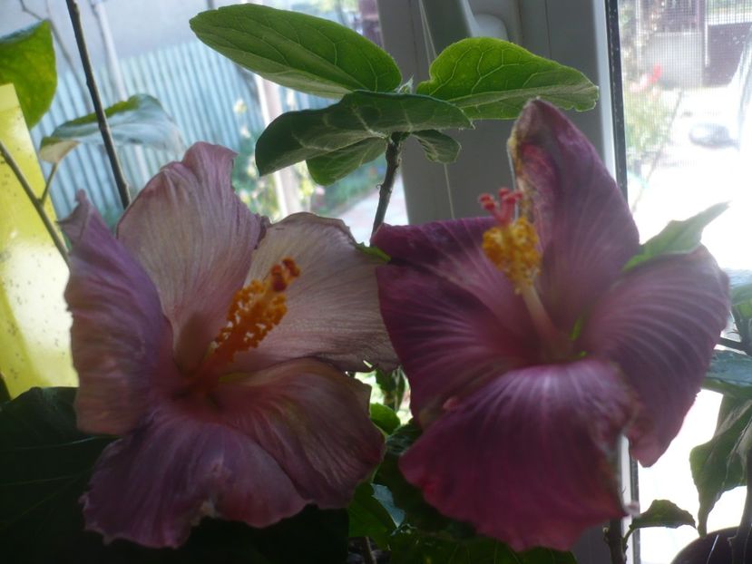 P1430656 - HIBISCUSI 2020-1