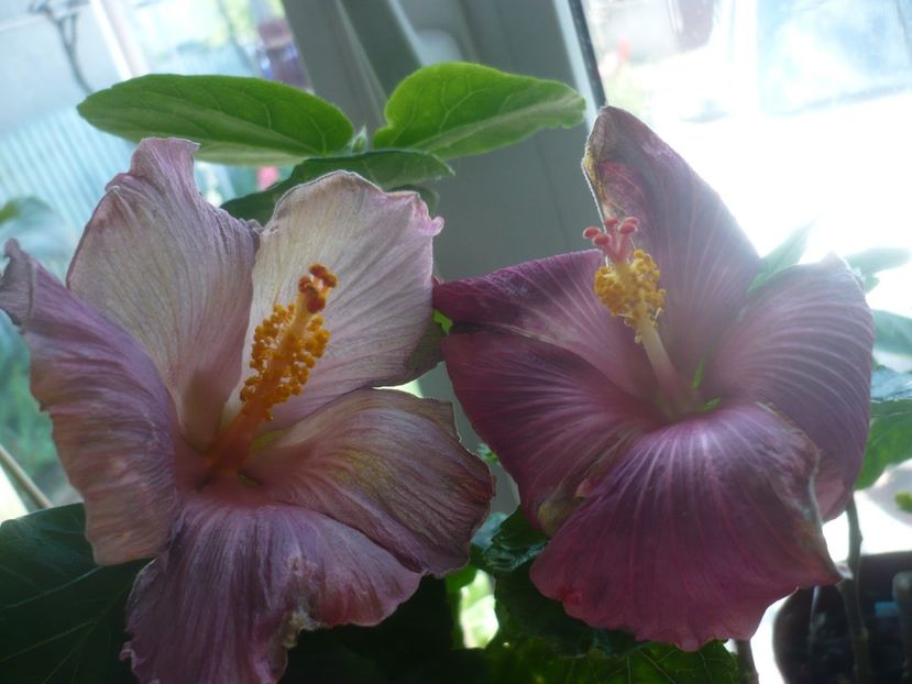 P1430658 - HIBISCUSI 2020-1