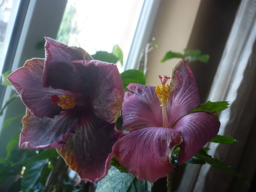 P1430660 - HIBISCUSI 2020-1