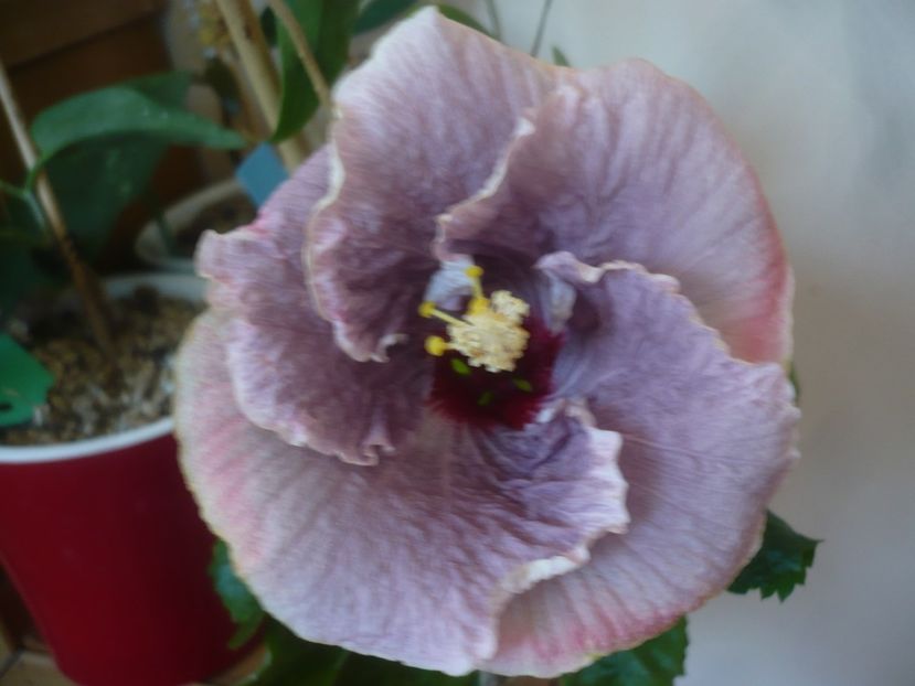 P1430662 - HIBISCUSI 2020-1