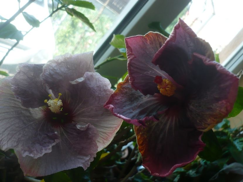 P1430663 - HIBISCUSI 2020-1