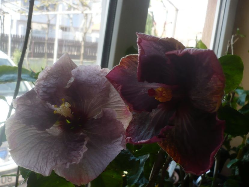 P1430664 - HIBISCUSI 2020-1