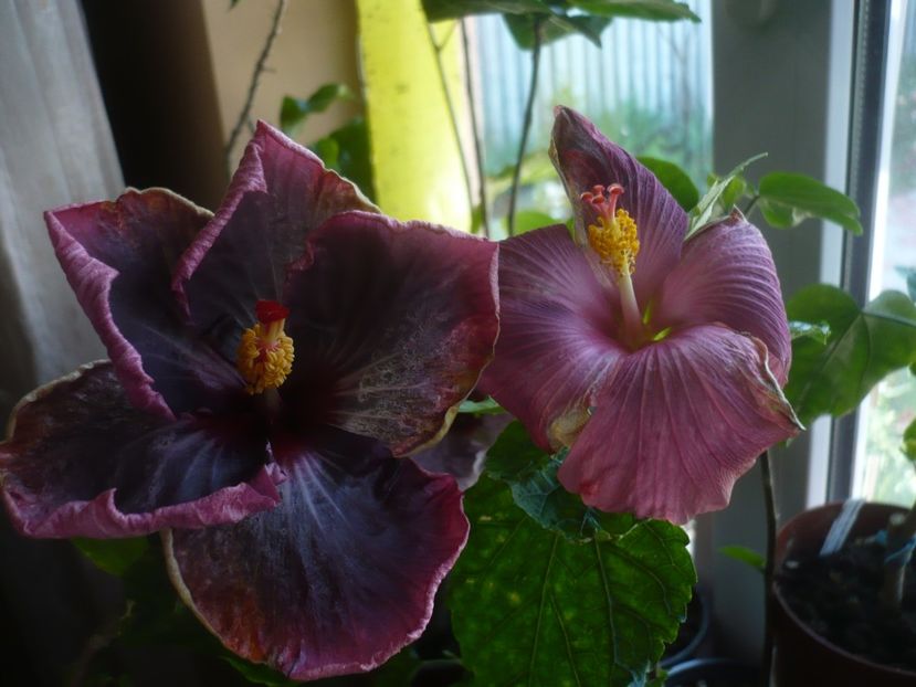 P1430669 - HIBISCUSI 2020-1