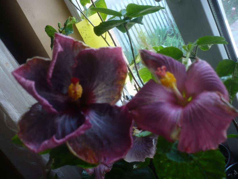 P1430671 - HIBISCUSI 2020-1