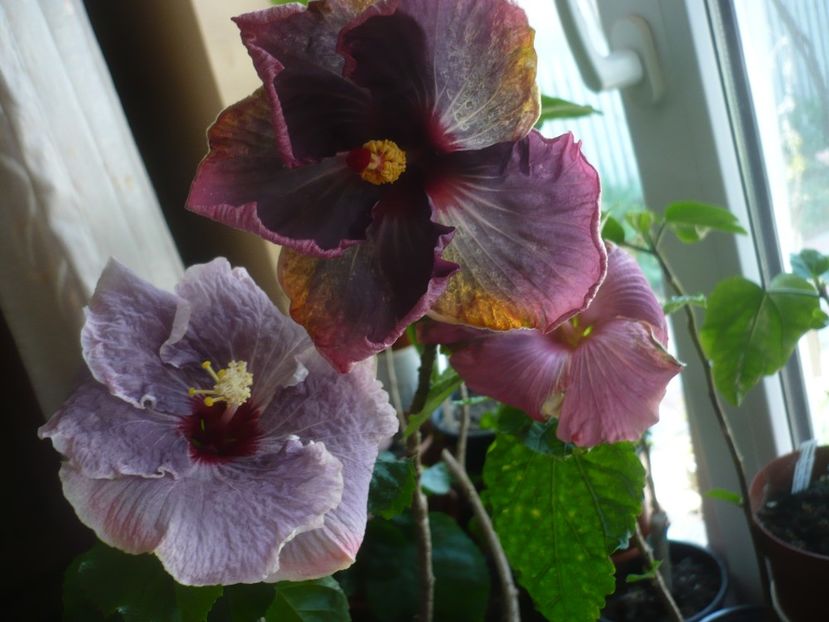 P1430673 - HIBISCUSI 2020-1