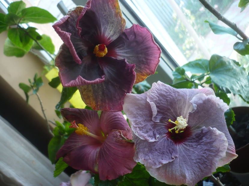 P1430675 - HIBISCUSI 2020-1