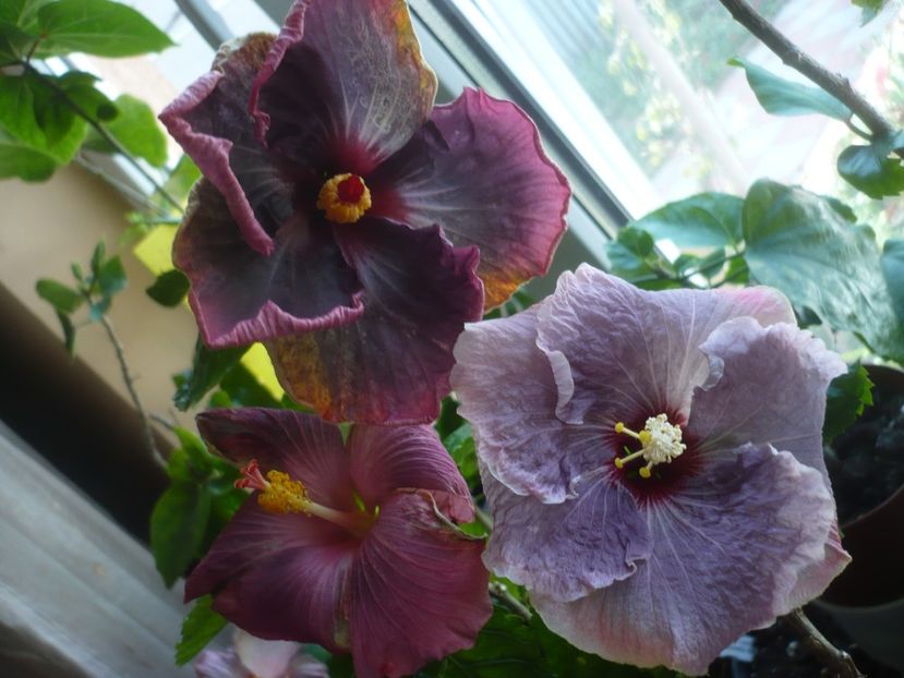 P1430676 - HIBISCUSI 2020-1