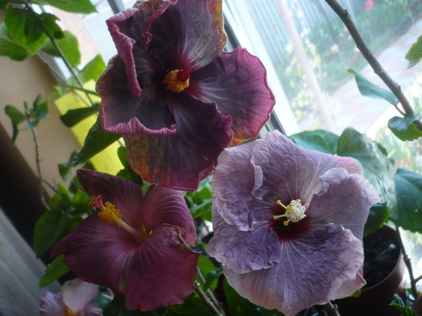 P1430677 - HIBISCUSI 2020-1