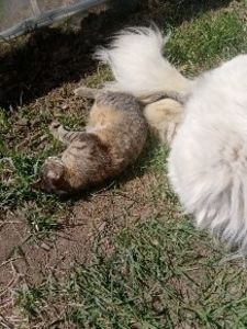  - Micile mele feline 2020